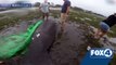 lamantin pris au piège suite au passage de l'ouragan Irma
