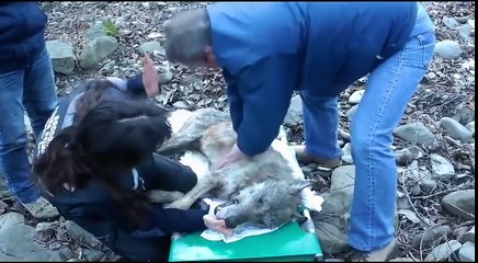 Ce loup est passé très près de la mort, un sauvetage spectaculaire très émouvant