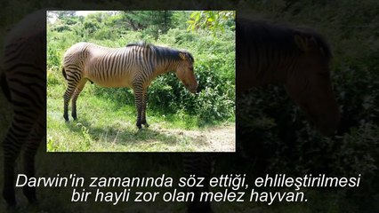 ÇOK ŞAŞIRTICI 12 MELEZ HAYVAN