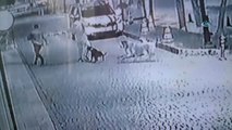 Sokak Köpekleri Gence Böyle Saldırdı