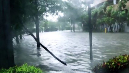 Un requin aperçu à Miami lors du passage d'Irma