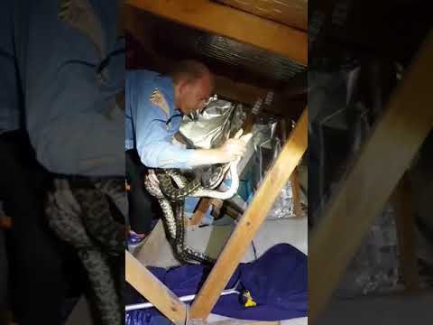 Snake Catcher Grabs Two Pythons in a Queensland Attic