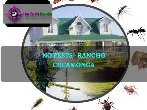 Residential & Commercial Pest Control services