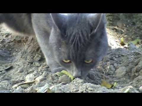 Кошка которая гуляет на поводке