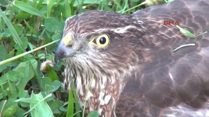 Zonguldak 3 Çocuk, Yaralı Şahini Belediye Görevlilerine Teslim Etti