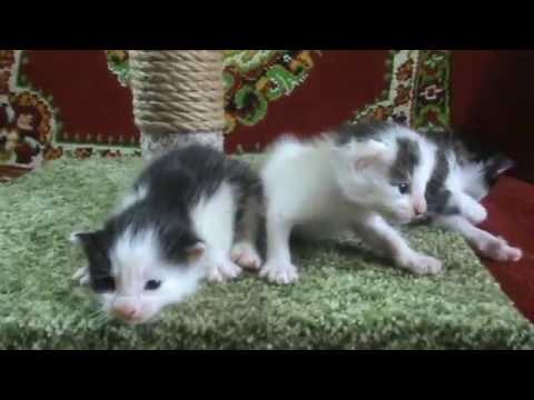 Котятам три недели. Такие милашки !!