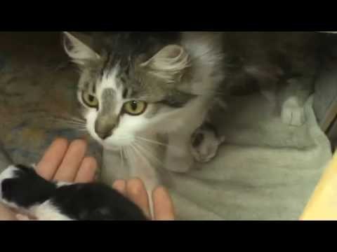 Четыре маленьких котенка.