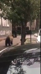 2 ours tombent d'un arbre en pleine ville à Aspen dans le Colorado !