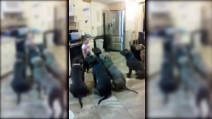 Une fillette de 6 ans dompte 6 pitbulls