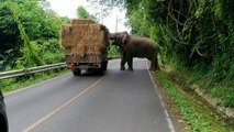 Cet éléphant interrompt la circulation pour voler des ballots de foin dans un camion !