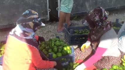 Hatay'da Sezonun İlk Mandalina Hasadı