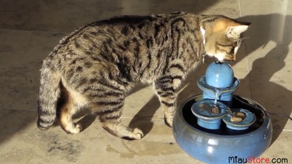 Drinkfontein voor katten