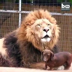Un chien ami avec un lion
