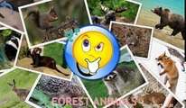 Animals for Kids | Forest Animals for Kids | Learn Animals | Animals in English