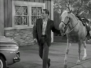 Mister Ed Season 4 Episode 18: Ed the Donkey 🐴 - thumbnail