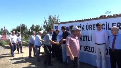 Edirne'de Çeltik Hasadı Törenle Başladı