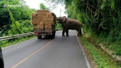 Elephant halts truck to steal bale of hay to eat