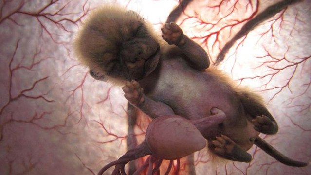 Voyage au centre de la Vie : Chiens et Loups - HD (2008)