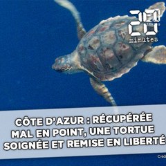 Download Video: Côte d'Azur: Récupérée mal en point, la tortue Léopold soignée et remise en liberté