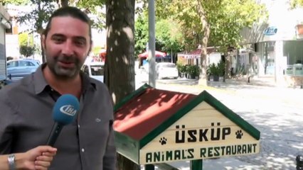 Sokak Hayvanları İçin Mini Restoran Oluşturdu