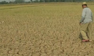 Alami Kekeringan, Sejumlah Lahan Pertanian Gagal Panen