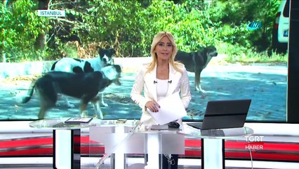 Sokak Köpekleri Terör Estirdi