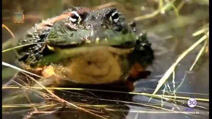 印象！巨大なカエルは、ラットやヘビを食べます