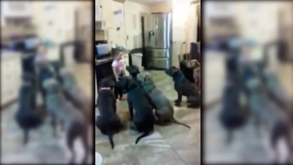 Une petite fille de 4 ans arrive à dresser 6 pitbulls ! Incroyable