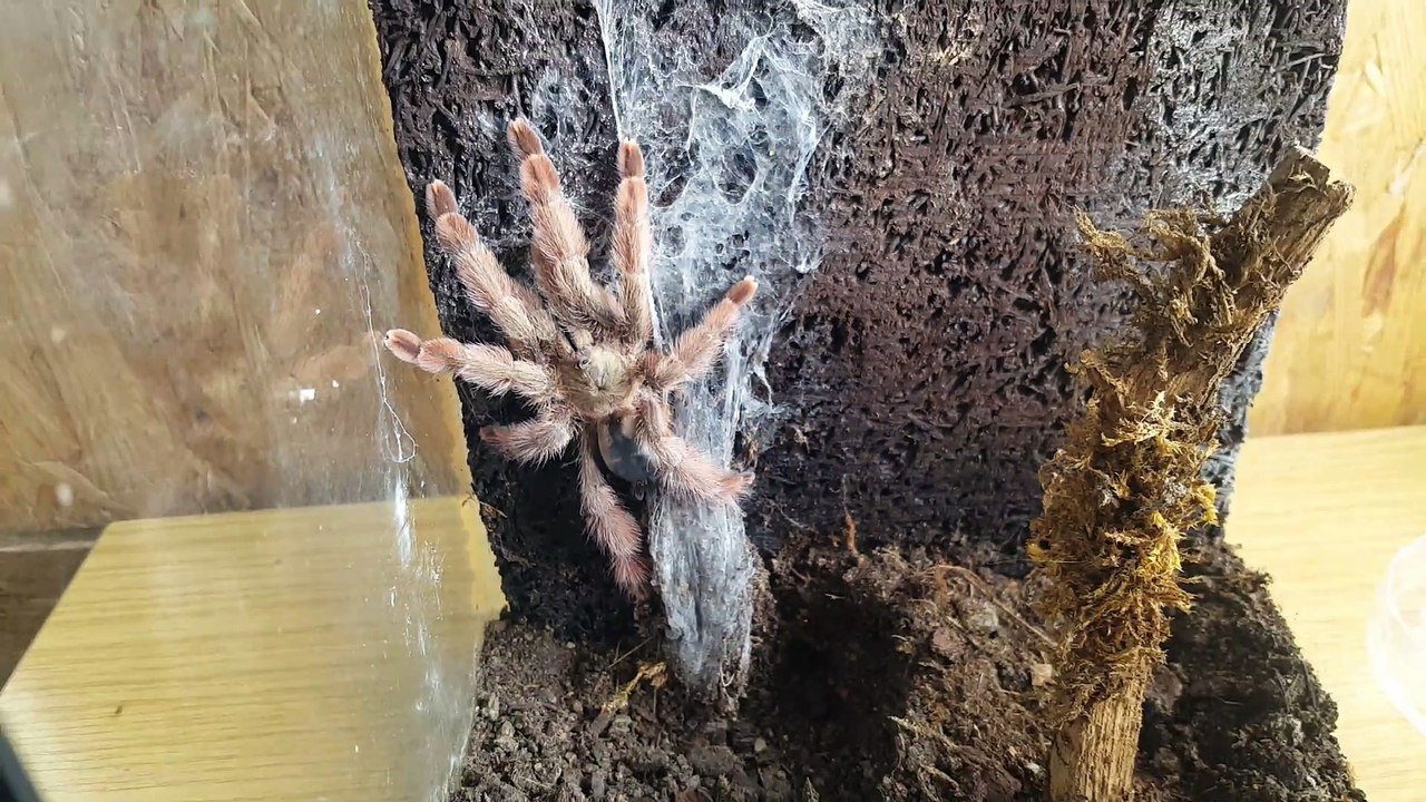 How To Catch a Spider