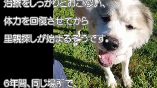 6年もの間、ずっと小屋の中に閉じ込められていた犬。伸び切った毛をすっきりカットしたら・・・。【感動する話】