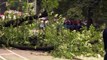 Mother Injured by Falling Tree in Central Park Files $200 Million Lawsuit