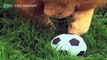 Zookeeper tosses soccer ball to bored lion in zoo. He stuns everyone with his incredible skills