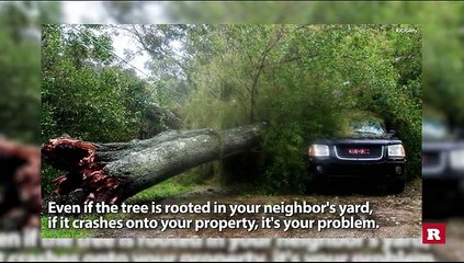 Who pays for cleanup if your neighbor’s tree falls in your yard? | Rare News