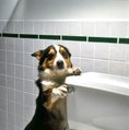 Dog Using Toilet And Flushing