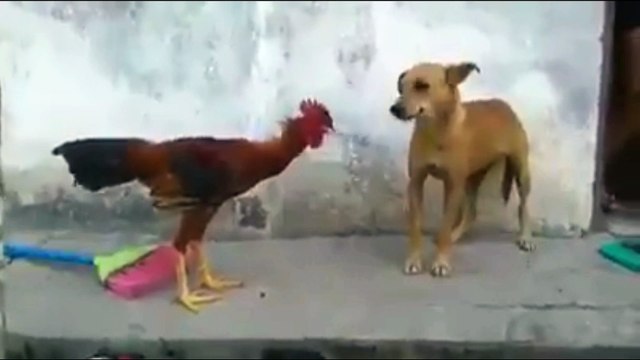 Fight Between Dog And Cock