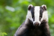 BBC Radio 4 Farming Today 12Sep17 - new badger cull licenses issued
