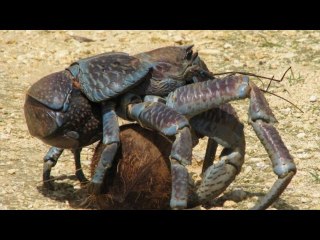 Top 5 Most Mysterious creatures on our planet