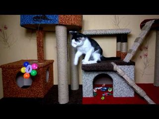 Котенок играет с погремушкой