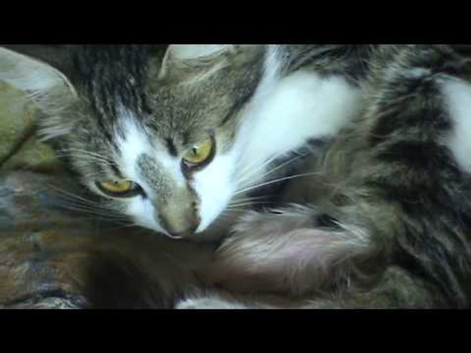 Моя кошка родила котят !!