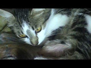 Моя кошка родила котят !!