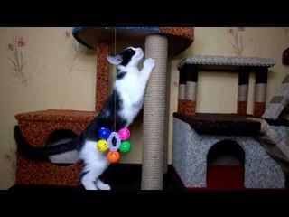 Когтеточка для котенка - это радость !