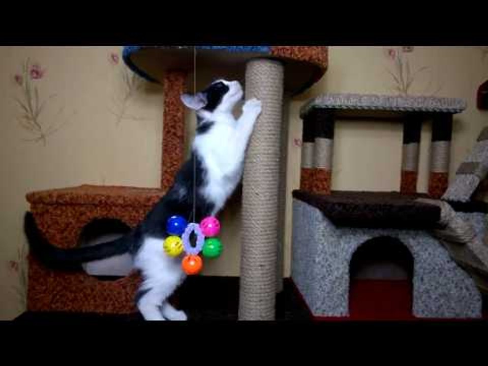 Когтеточка для котенка - это радость !
