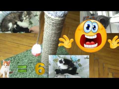 Нужна ли котам когтеточка ? Нужна , очень.