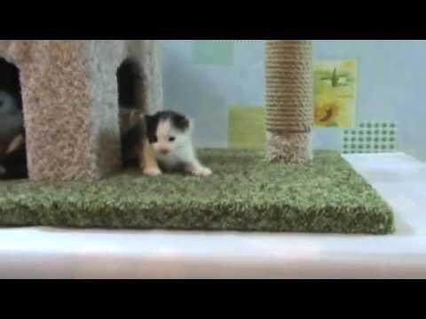 Дом с когтеточкой для котят . Сделай сам .