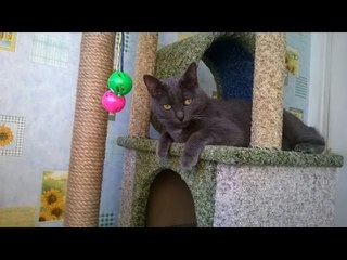 Когтеточка своими руками