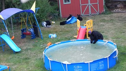 A bear family takes a dip in our pool - Part III