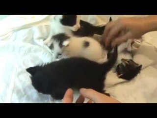 Как выводить блох у очень маленьких котят .