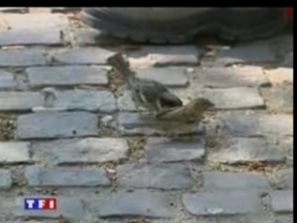 Extinction des moineaux en Europe