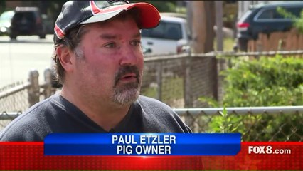 Family Searching for Mini Pet Pig After Burglary