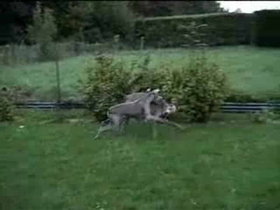 Berod 7ans & Norton 12ans, Rocq Sept 2009